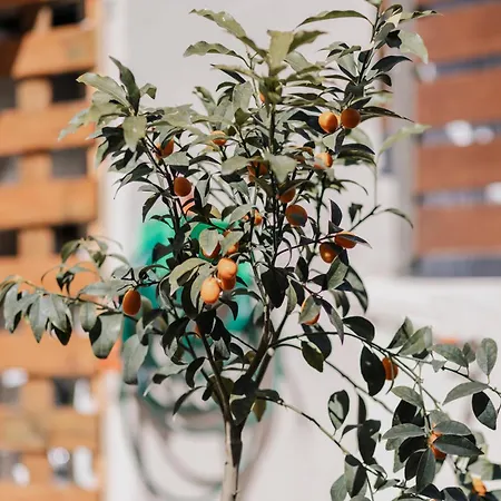 Folea @ Corfu Town! 公寓 *