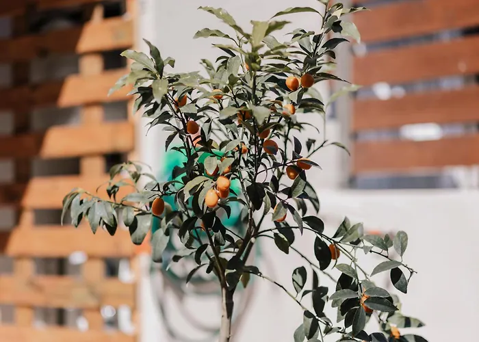 Folea @ Corfu Town! Apartamento *